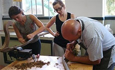 cursos de verano Cursos de luthería del Taller de Sergi Martí cursos de verano Cursos de luthería del Taller de Sergi Martí