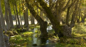 cursos de verano  1º campamento de música y naturaleza Ars Nova